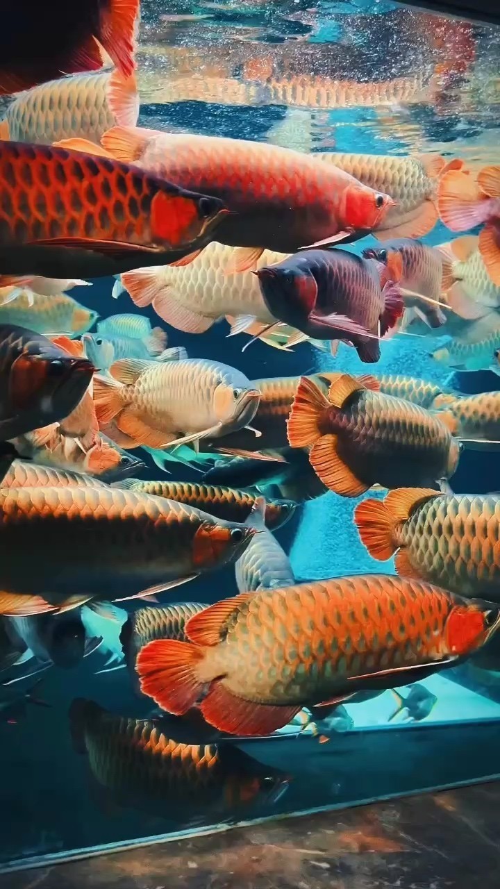 觀魚賞樂