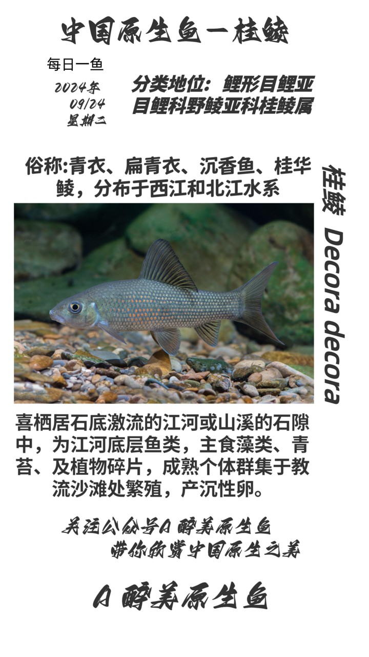桂鯪