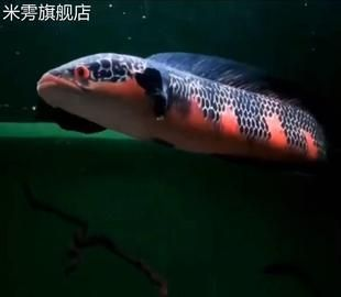 紅帝王雷龍魚百科百度貼吧