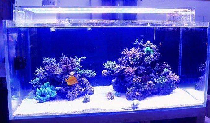 50cm的魚缸需要多少瓦的燈：johnfitch草缸燈瓦數選擇的結論