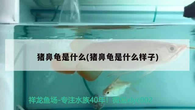 豬鼻龜是什么(豬鼻龜是什么樣子)