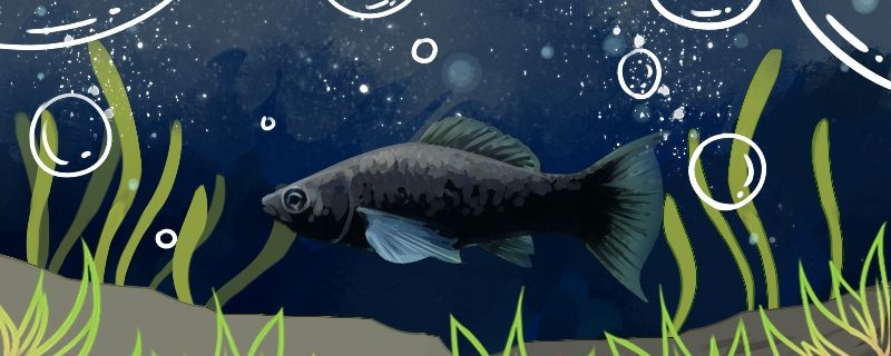 吃黑毛藻的工具魚哪個(gè)好什么魚食藻效率高