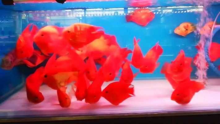 海魚為什么可以避邪避災：海魚為什么可以避邪避災呢