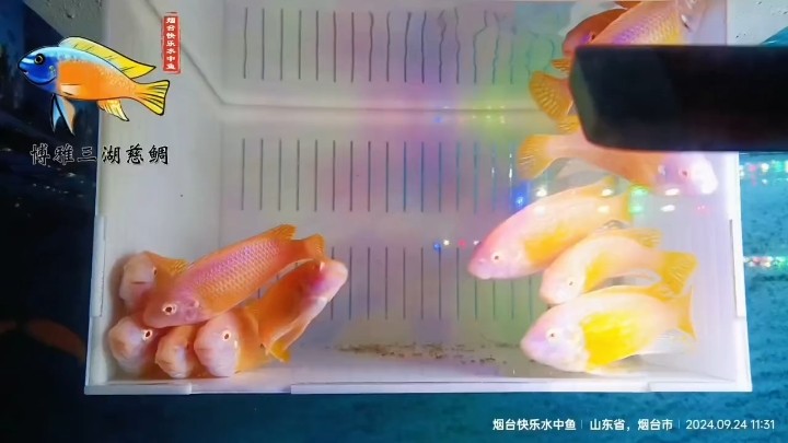 卡丑白子亞成公魚
