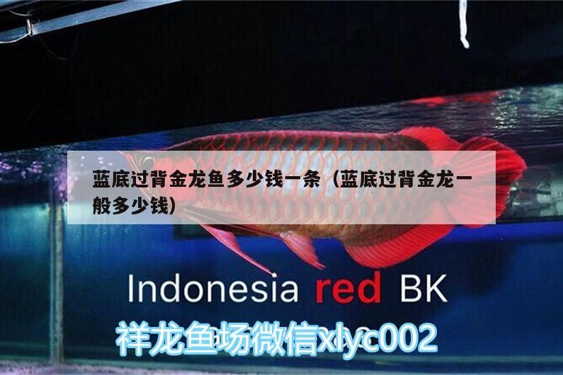 藍底過背金龍魚多少錢一條（藍底過背金龍一般多少錢） 藍底過背金龍魚多少錢一條（藍底過背金龍一般多少錢） 金龍魚百科