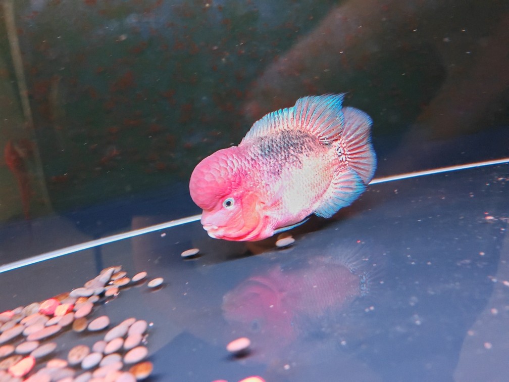 有點火氣??