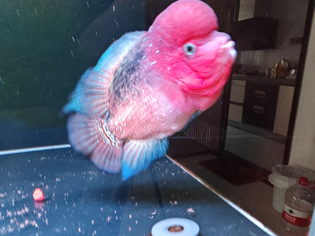 給我一份金頭過背金龍魚喂食管理表，如何判斷金頭過背金龍魚是否健康