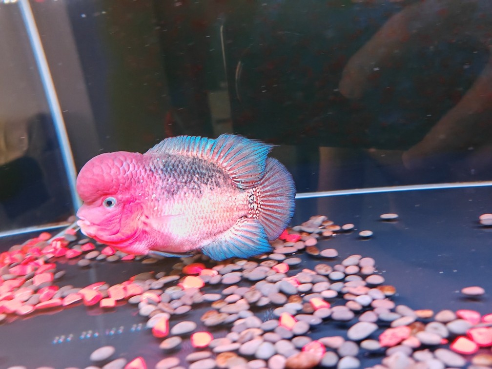 有點火氣??