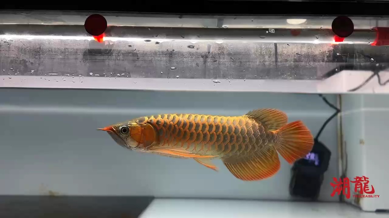 小紅龍回國第10個月更新