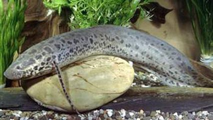 海南養(yǎng)什么魚價格高：海南養(yǎng)什么魚價格高一點