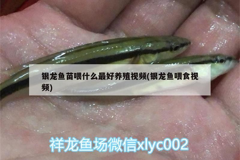 銀龍魚苗喂什么最好養殖視頻(銀龍魚喂食視頻)