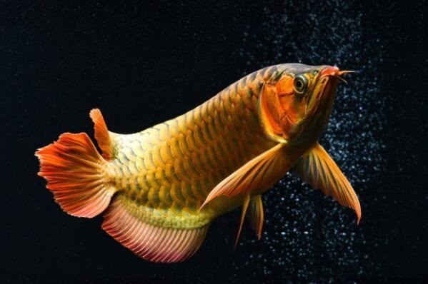 描寫紅龍魚的文字怎樣寫的好看：描寫紅龍魚好看的方法