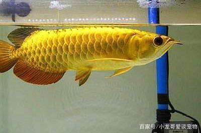 過背金龍魚值得養(yǎng)嗎：過背金龍魚值得養(yǎng)嗎知乎