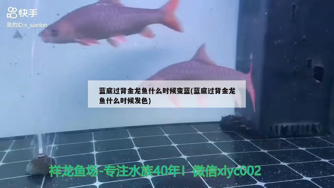 藍底過背金龍魚什么時候變藍(藍底過背金龍魚什么時候發(fā)色)