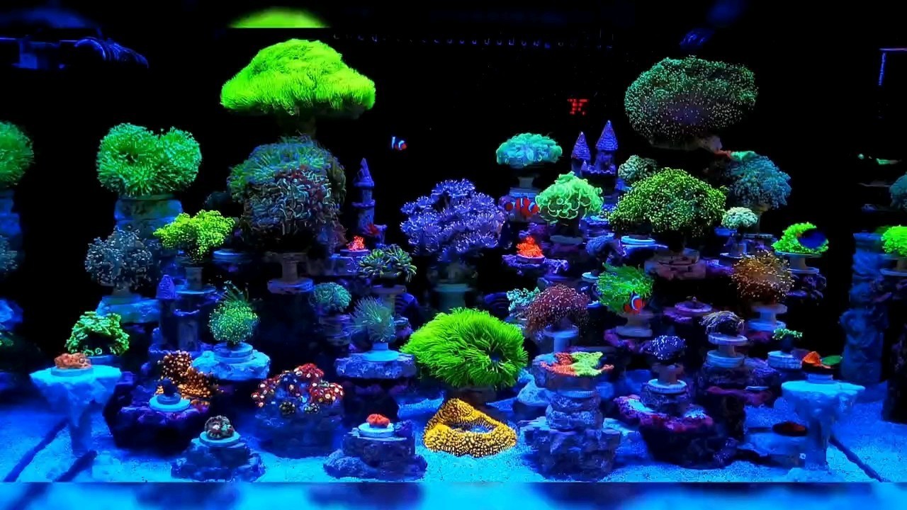 下海4個月 下海4個月 龍魚論壇