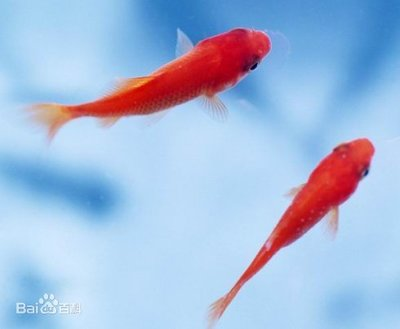 鱖魚苗2-3cm圖片：鱖魚苗圖片大全