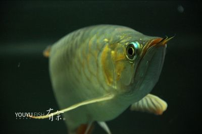 魟魚半個月不喂了會餓死嗎：魟魚半個月不喂食會餓死嗎