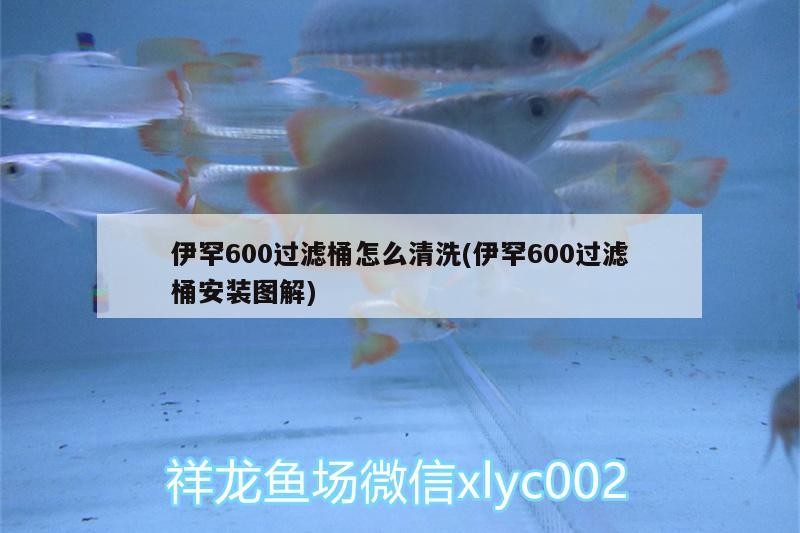 伊罕600過濾桶怎么清洗(伊罕600過濾桶安裝圖解)