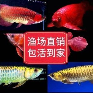 藍底過背金龍魚和紅龍魚的區別：藍底過背金龍魚與紅龍魚的區別