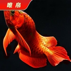 藍底過背金龍魚和紅龍魚的區別：藍底過背金龍魚與紅龍魚的區別
