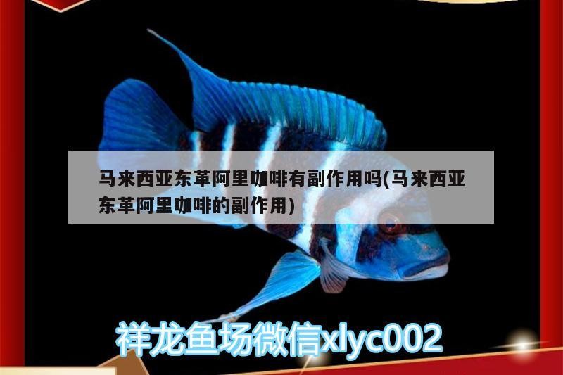 馬來西亞東革阿里咖啡有副作用嗎(馬來西亞東革阿里咖啡的副作用)