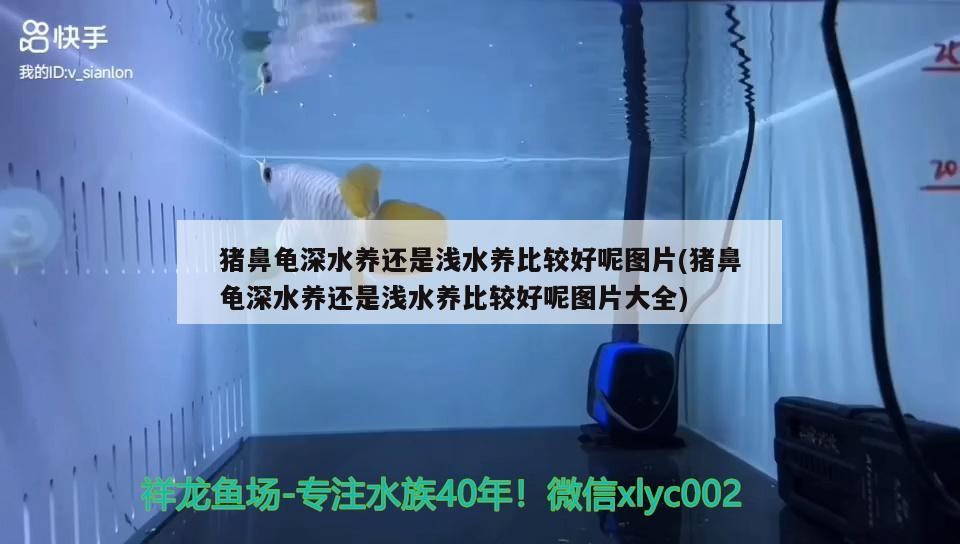豬鼻龜深水養還是淺水養比較好呢圖片(豬鼻龜深水養還是淺水養比較好呢圖片大全)