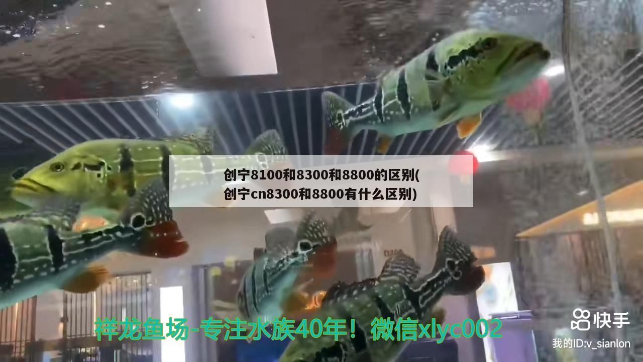 創寧8100和8300和8800的區別(創寧cn8300和8800有什么區別)