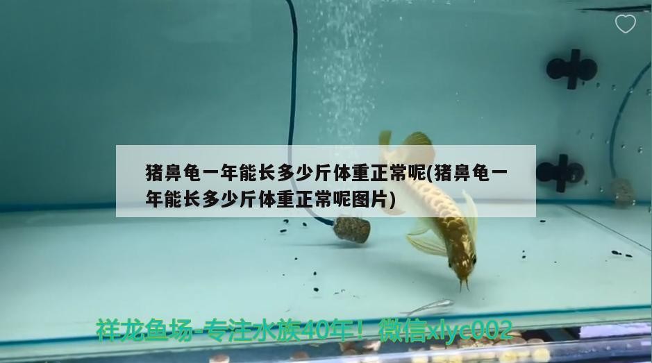 豬鼻龜一年能長多少斤體重正常呢(豬鼻龜一年能長多少斤體重正常呢圖片) 豬鼻龜一年能長多少斤體重正常呢(豬鼻龜一年能長多少斤體重正常呢圖片) 豬鼻龜百科