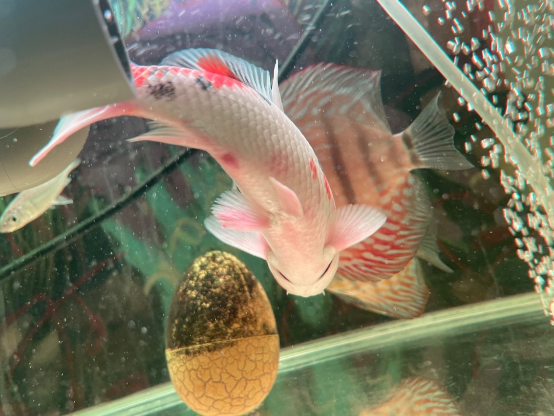 求助，新魚是不是交叉了