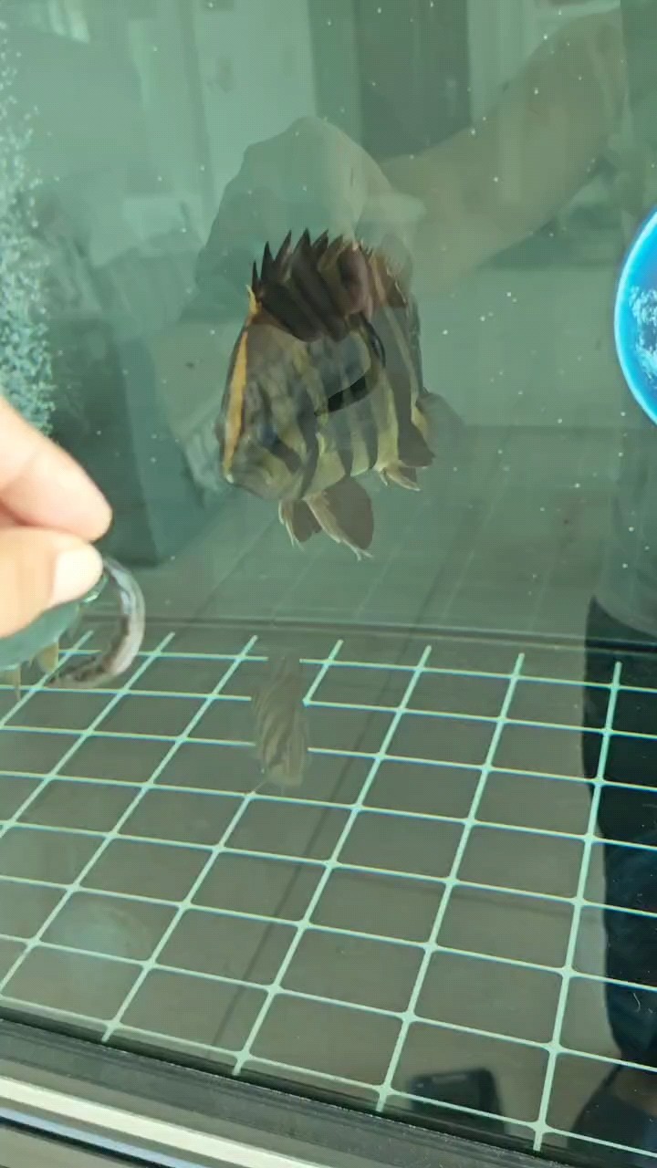 養魚狀態很重要