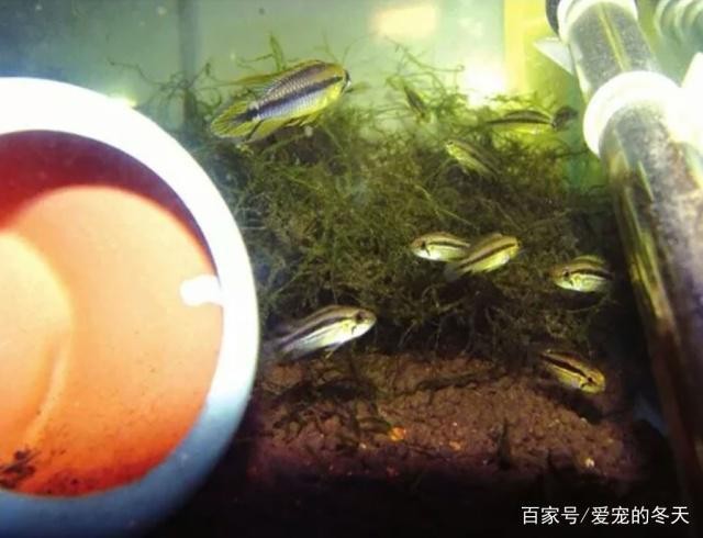 觀賞魚三天喂一次行嗎：最耐活的魚第一名