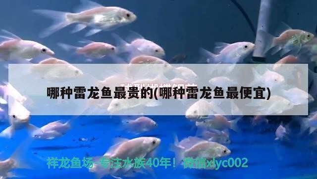 哪種雷龍魚最貴的(哪種雷龍魚最便宜)
