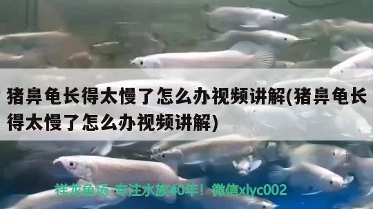 豬鼻龜長得太慢了怎么辦視頻講解(豬鼻龜長得太慢了怎么辦視頻講解)