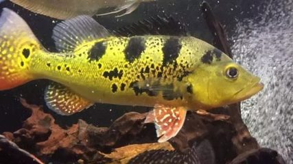 觀賞魚龍魚價格：觀賞魚龍魚價格表