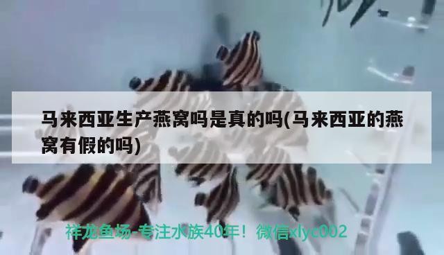 魚缸上面漏水怎么辦小妙招(魚缸上面漏水怎么辦小妙招視頻)