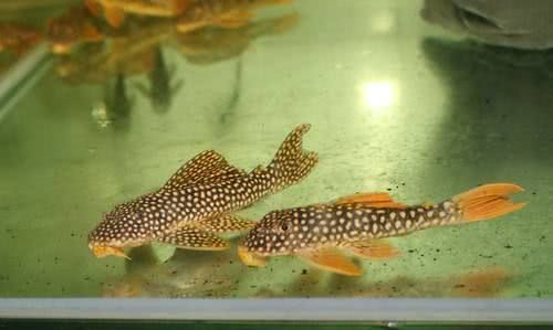 觀賞魚缸：觀賞魚缸圖片大全