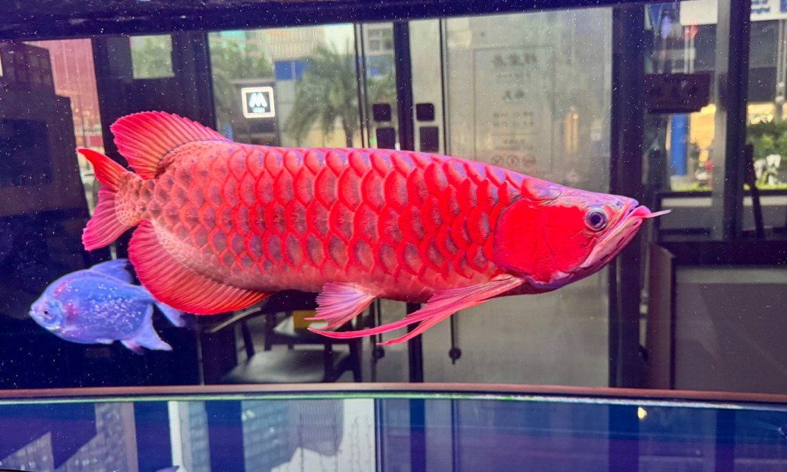 大長手