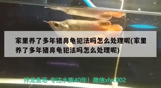 家里養了多年豬鼻龜犯法嗎怎么處理呢(家里養了多年豬鼻龜犯法嗎怎么處理呢)