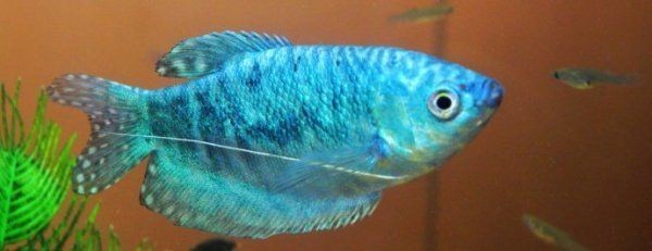 古典藍(lán)底龍魚怎么養(yǎng)