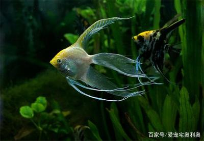 觀賞魚不喂食會死嗎：觀賞魚不喂食會死嗎為什么