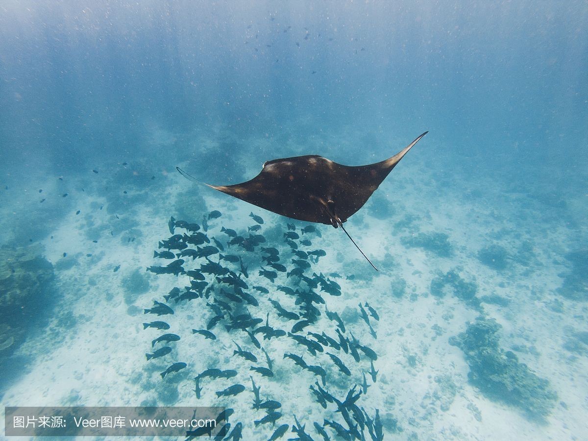 魔鬼魚 魟魚 鷂魚：魔鬼魚、魟魚和鰩魚在科屬和形態上有所不同
