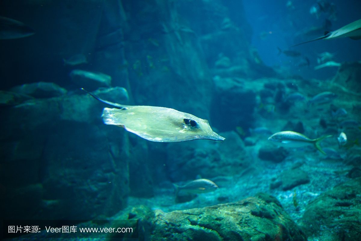 魔鬼魚 魟魚 鷂魚：魔鬼魚、魟魚和鰩魚在科屬和形態上有所不同
