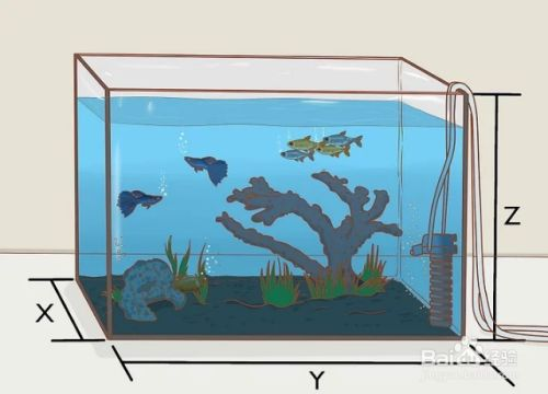 60厘米的魚缸養多少魚：60厘米的魚缸適合養什么魚