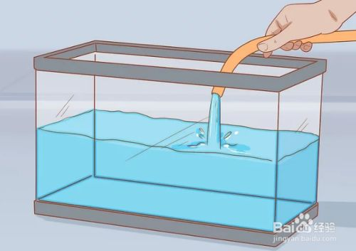 60厘米的魚缸養多少魚：60厘米的魚缸適合養什么魚