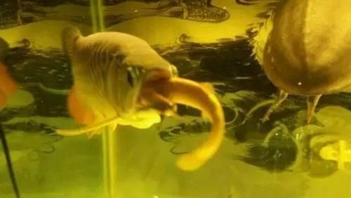 龍魚殺蟲期間喂食嗎vs祥龍魚場：在龍魚殺蟲期間是否需要喂食，祥龍魚場喂食注意事項
