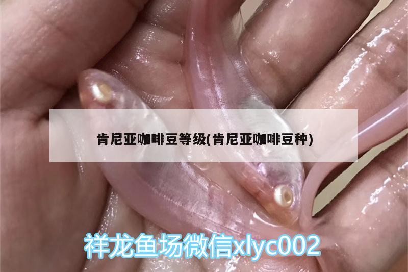 紅龍魚用黃燈烤有用嗎 肯尼亞咖啡豆等級(肯尼亞咖啡豆種) 馬來西亞咖啡 肯尼亞咖啡豆等級(肯尼亞咖啡豆種) 肯尼亞咖啡豆等級(肯尼亞咖啡豆種) 馬來西亞咖啡