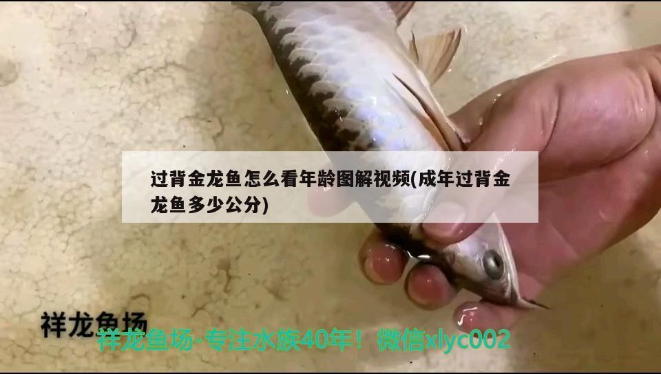 過背金龍魚怎么看年齡圖解視頻(成年過背金龍魚多少公分)