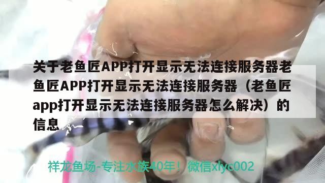 關(guān)于老魚匠APP打開顯示無法連接服務(wù)器老魚匠APP打開顯示無法連接服務(wù)器（老魚匠app打開顯示無法連接服務(wù)器怎么解決）的信息