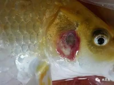 公司養(yǎng)什么魚(yú)招財(cái)而且好養(yǎng)：公司養(yǎng)什么魚(yú)招財(cái)而且好養(yǎng)的