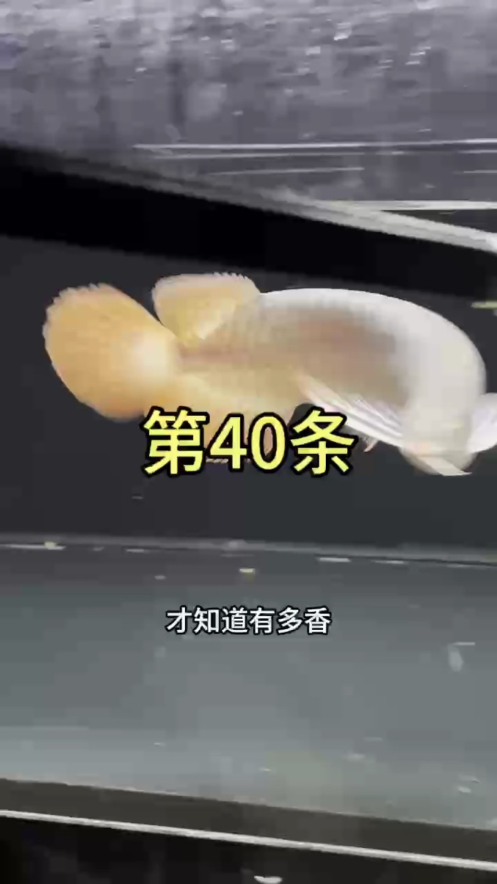 花了3300元買回來一條魚